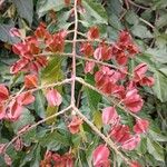 Combretum fruticosum Fruit