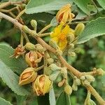 Grewia trichocarpa Flower