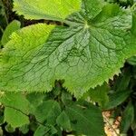 Podophyllum hexandrum Leht