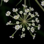 Peucedanum palustre 花