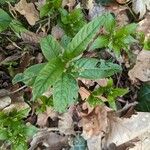 Mercurialis perennis Hoja