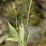 Plantago amplexicaulis 形态