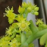 Cremnophila nutans Flower
