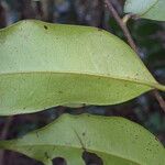 Diospyros abyssinica Blad