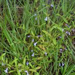 Clinopodium glabellum Habit