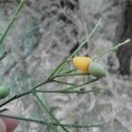 Exocarpos cupressiformis Frouezh