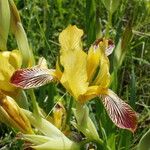 Iris variegata Fleur