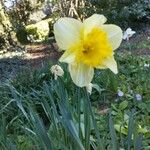 Narcissus pseudonarcissusFlors