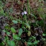 Rostellularia procumbens Цветок