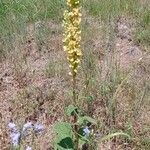 Verbascum nigrumΛουλούδι