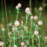 Trifolium arvense Libunga