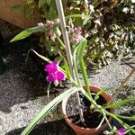 Tradescantia virginiana花