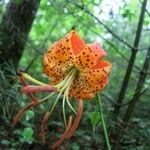 Lilium michauxii Цвят