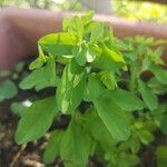 Euphorbia peplusFeuille