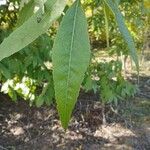 Carya illinoinensis Leaf