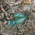 Asarum virginicum Lehti