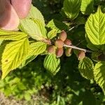 Prunus tomentosa Frucht