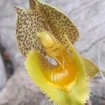 Catasetum fimbriatum Flower
