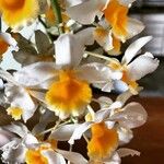 Dendrobium thyrsiflorum Flor