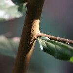 Flacourtia indica Rinde