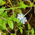 Myosotis scorpioides Flower