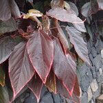 Acalypha wilkesiana Fuelha