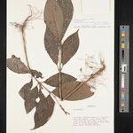 Pulchranthus variegatus