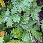 Potentilla intermedia ᱥᱟᱠᱟᱢ