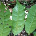 Iryanthera sagotiana Leaf