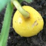 Cucurbita foetidissima Frukt