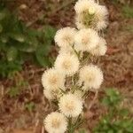 Erigeron bonariensis Elinympäristö