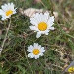 Leucanthemum graminifolium Flor