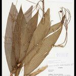 Geonoma leptospadix Fruto