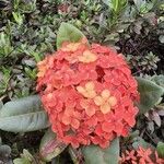 Ixora chinensis Blüte