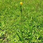 Zephyranthes citrina Hábito