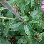 Echinacea purpurea Folha