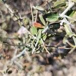 Convolvulus leiocalycinus Folha