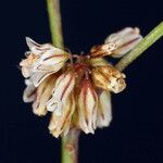 Eriogonum covilleanum फूल