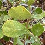 Sericocomopsis hildebrandtii Leaf