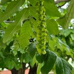 Pterocarya fraxinifolia Flor