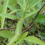 Scutellaria integrifolia Φλοιός