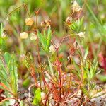 Spergula pentandra Habit