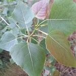 Populus carolinensis Leaf