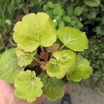 Saxifraga stoloniferaBlad