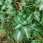 Lamium maculatum Leaf