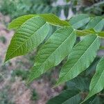 Juglans nigra Likasa