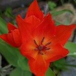 Tulipa praestans Floro