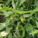 Silene sericea Leaf