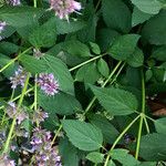 Agastache rugosa برگ