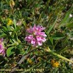 Trifolium resupinatum Flower